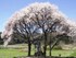 庄司戻しの桜